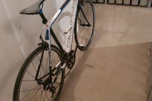 Focus Rennrad Focus Cayo Evo 4.0 zu verkaufen