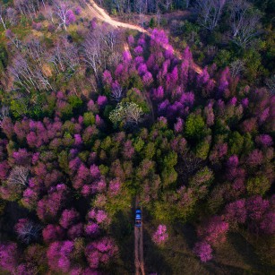Aerial Photo:  Hansa Tangmanpoowadol nahm einen bunt gefärbten Wald in seiner Heimat Thailand auf.