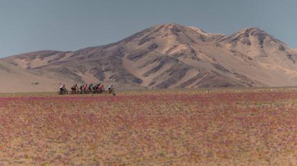 Epica AtacamaSand und Weite, wohin das Auge schaut. Vom Kampf um Meter und Sekunden an einem der trockensten Orte der Welt. Stefan Hackl berichtet vom Wettfahren durch die Wüste Atacama in Chile.