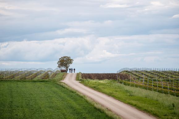 Genuss-Radtouren im Weinviertel