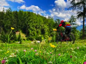 Ortler Alpine Super Trails