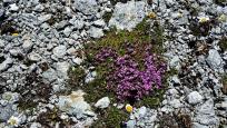 Ortler Alpine Super Trails