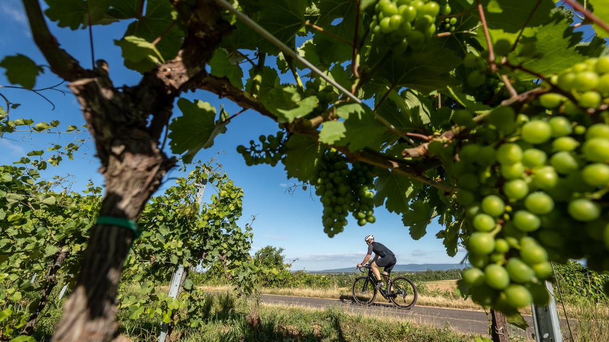 Specialized Turbo Creo SL Evo Expert im Test