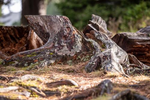 Neue MTB Trails auf der Turracher Höhe