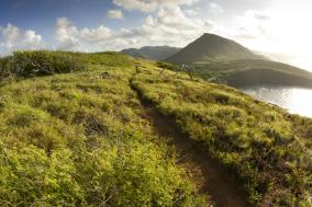 Shimano Trail Born Fonds