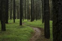 Shimano Trail Born Fonds