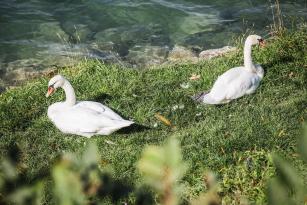  King of the Lake 2024 Nachbericht
