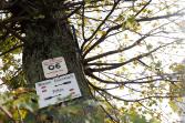 Gravel Ride - Iron Rosalia Trail