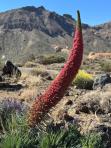 Teneriffa - eine Reise wert