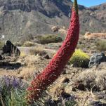 Teneriffa - eine Reise wert