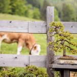 Trail- und Tourenbiken am Weissensee