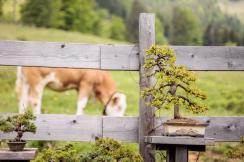 Trail- und Tourenbiken am Weissensee