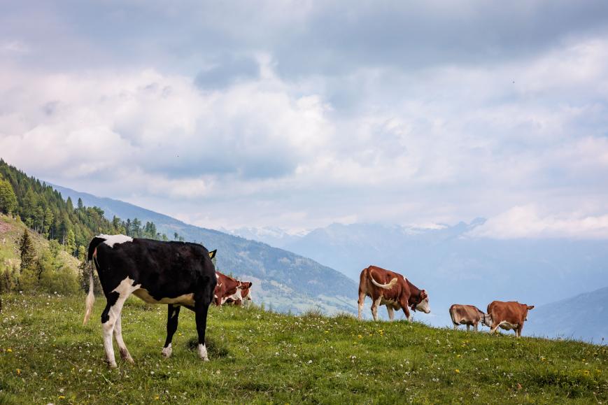 Trail- und Tourenbiken am Weissensee