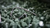Evil Eye: Materialwechsel