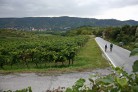 Weite, Wein und Wald