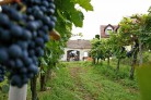 Weite, Wein und Wald