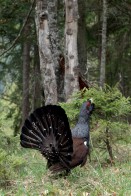 Im Herz der Alpen