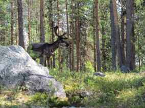 die Wälder dichter.