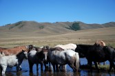 Mongolia Bike Challenge
