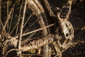 Pancho Wheels Rush 38 Disc Tubular