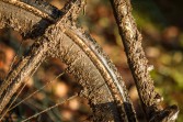 Pancho Wheels Rush 38 Disc Tubular